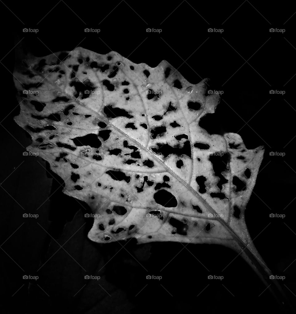 leaf photo