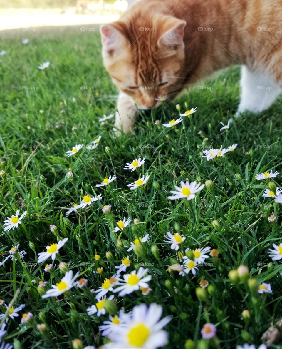 Stop & Smell the Wildflowers 🌼 My sweet kitty cat Lilly investigating the flowers growing in the grass outside