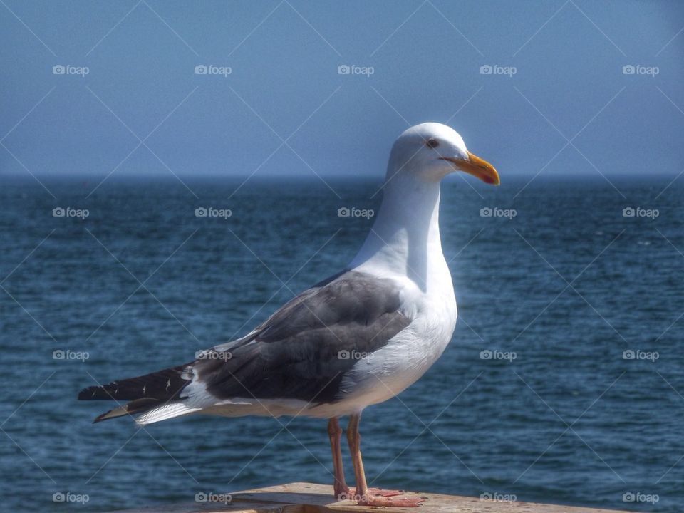 Seagull