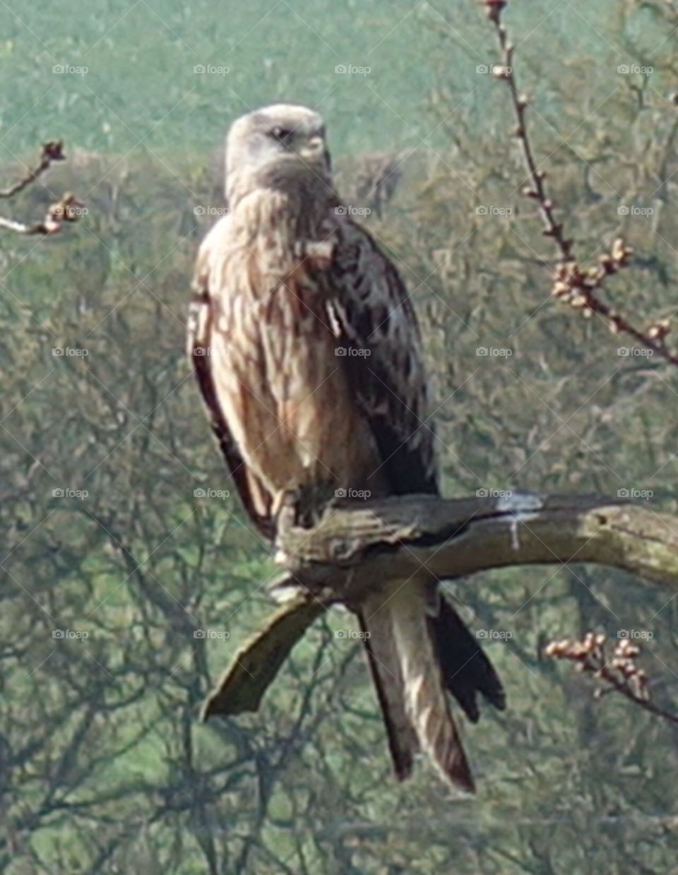 Red kite