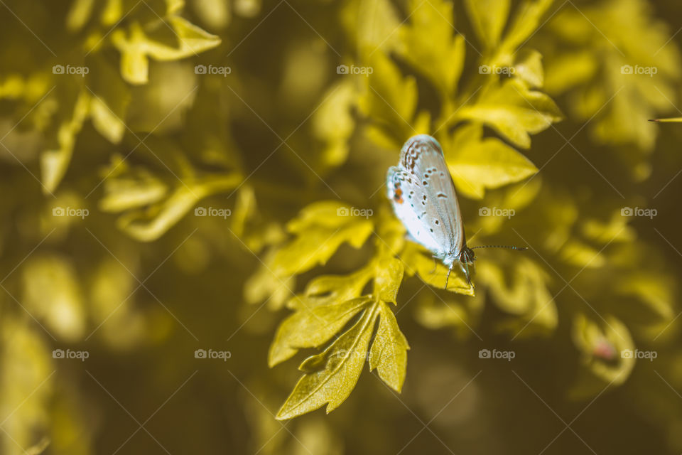 Small Butterfly on a Leaf