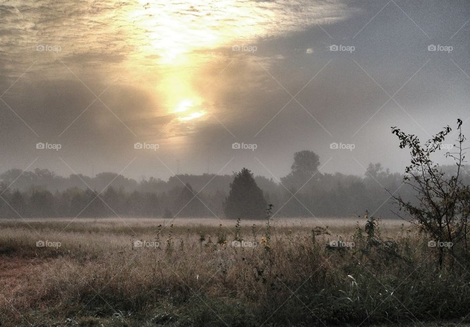 Misty meadow. Misty meadow