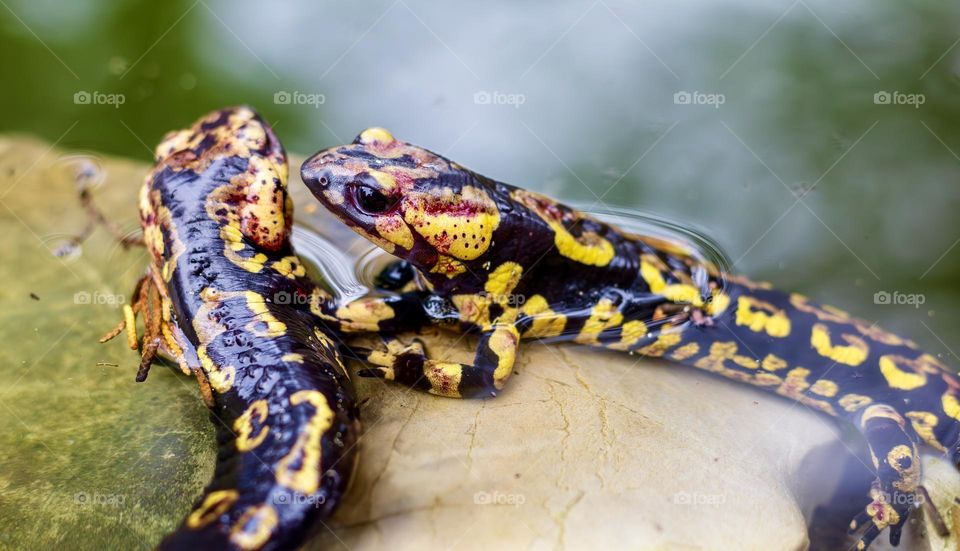 A pair of colourful fire salamanders in a pond