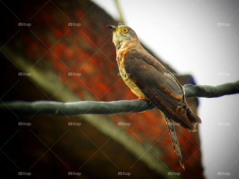 The common hawk-cuckoo (Hierococcyx varius), popularly known as the brainfever bird, is a medium-sized cuckoo resident in the Indian subcontinent.