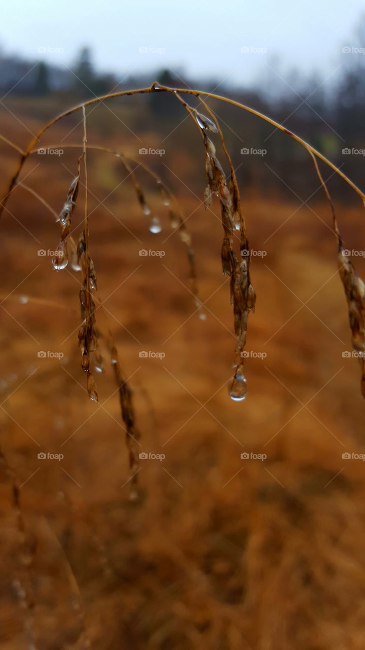 raindrops on a winter's day