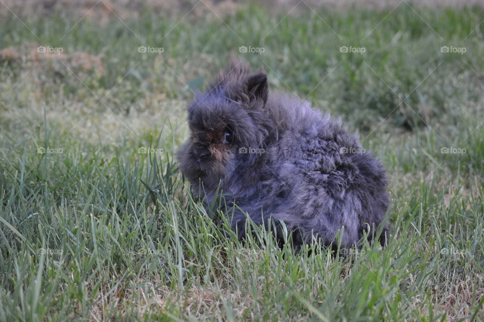 Animals having a hay day