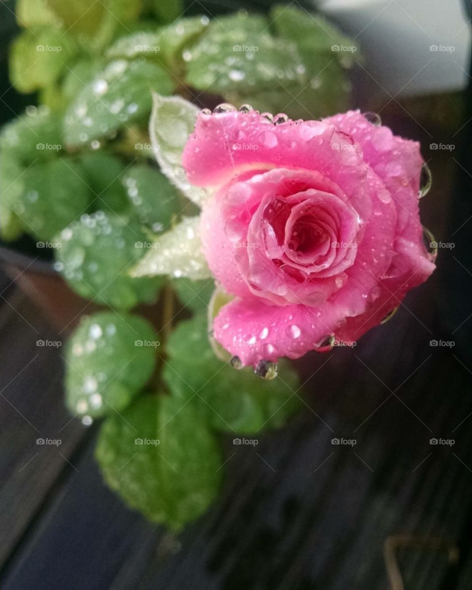 Pink Rose After The Rain
