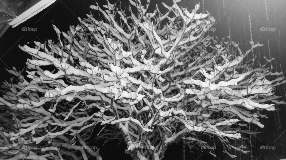 Snowy Tree