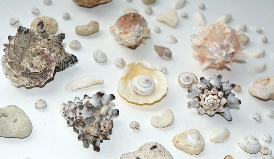 Seashell, Shell, Decoration, Desktop, Shellfish