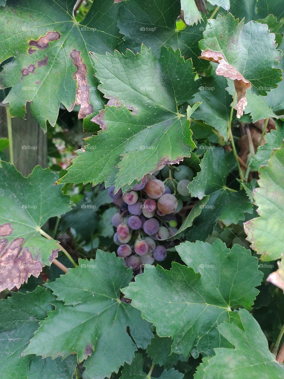 uvas # grapes
