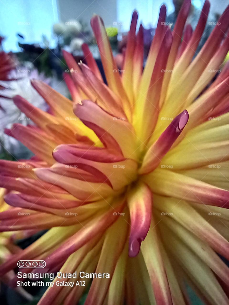the wondrous Dahlia