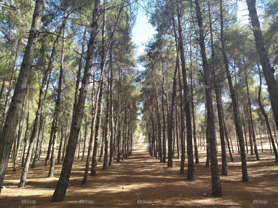 Forest and light