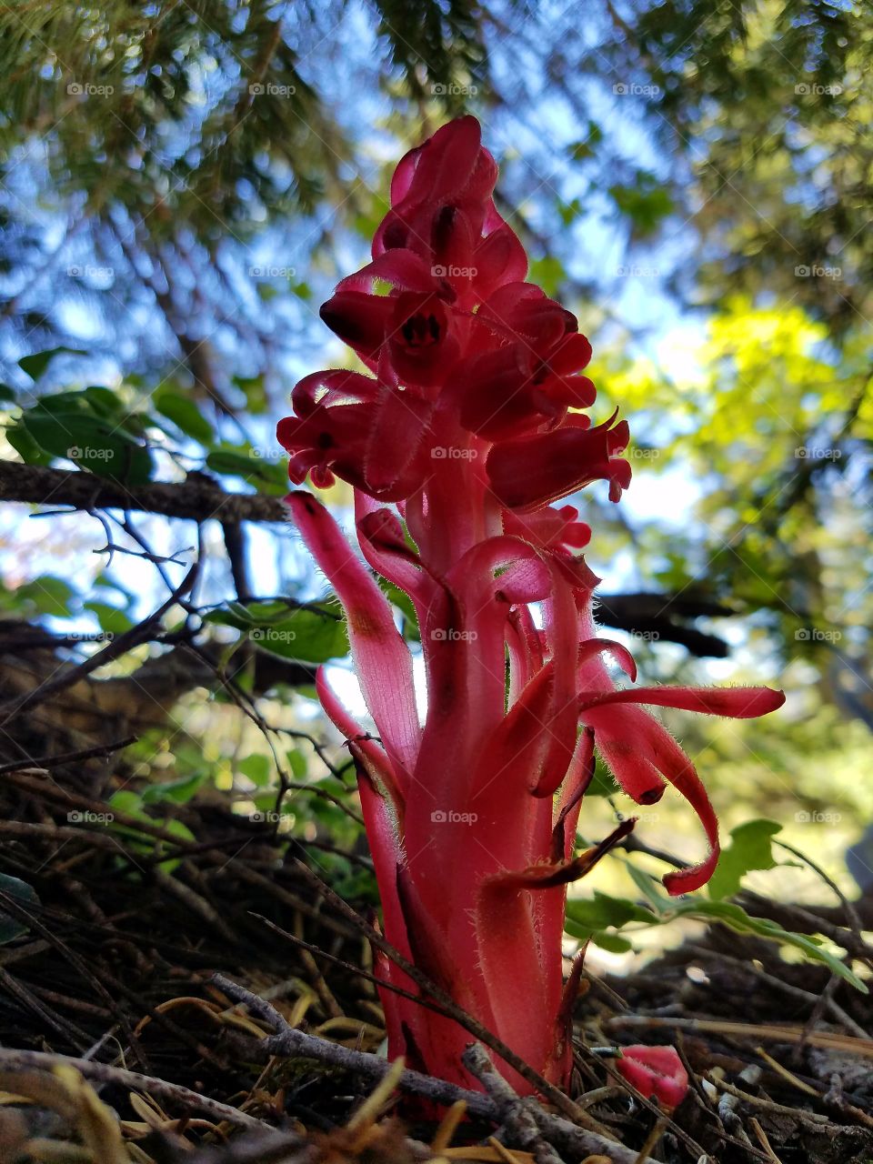 Snow flower