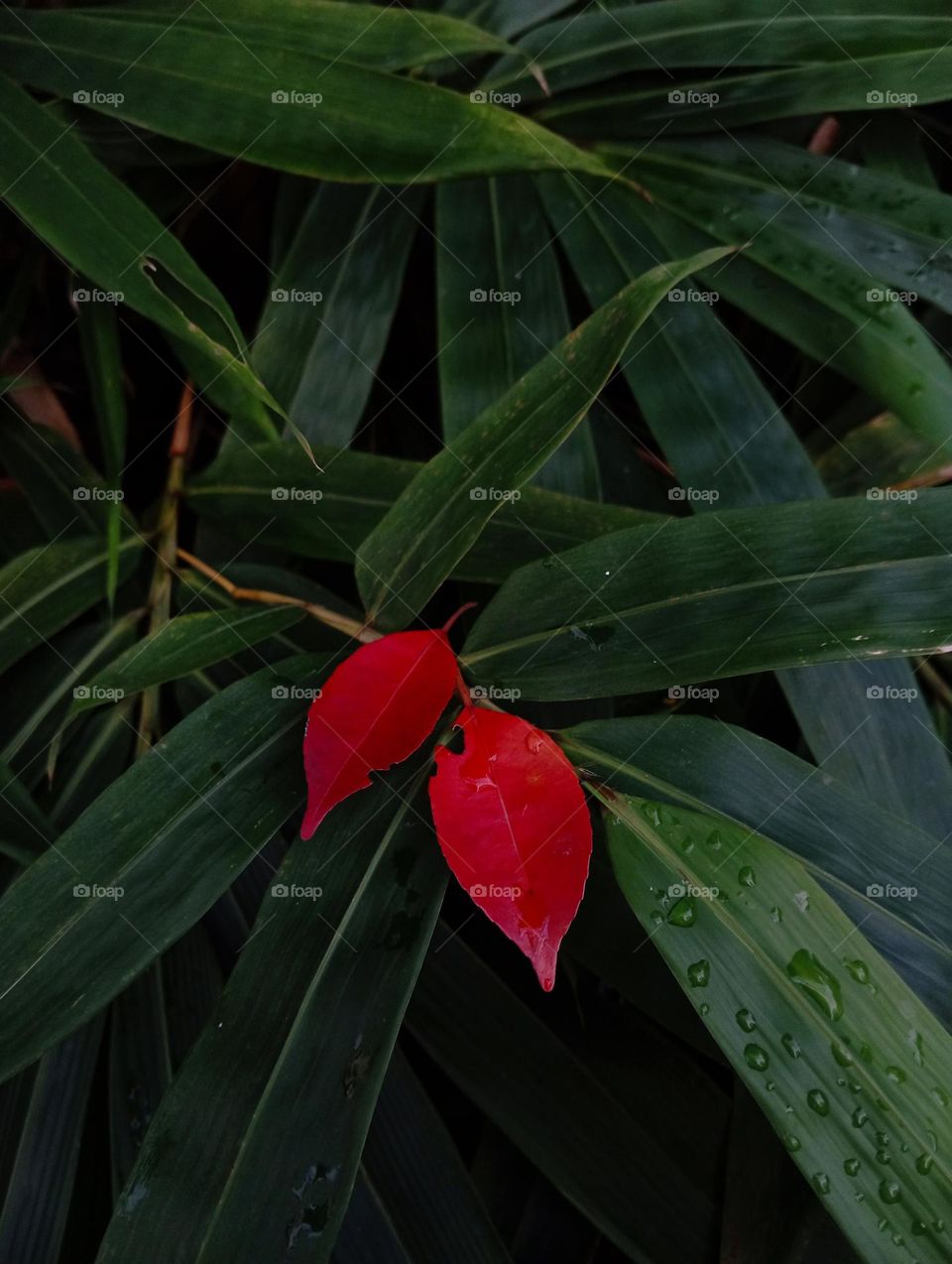 Two fallen leaves fell on the green leaves