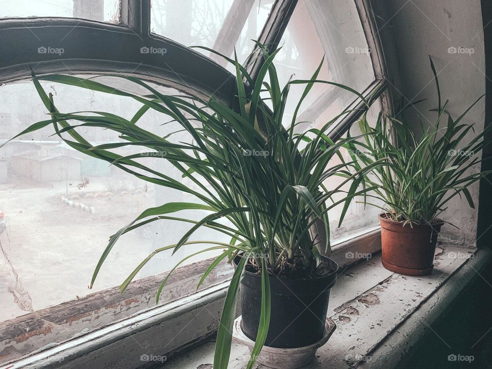 Green plants on a windowsill 