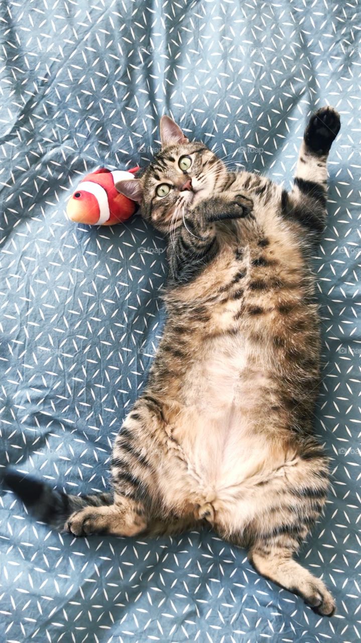 Cute cat with toy