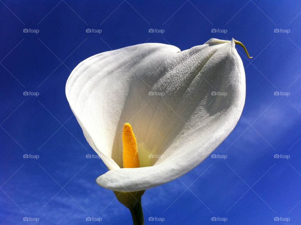 Calla Lily