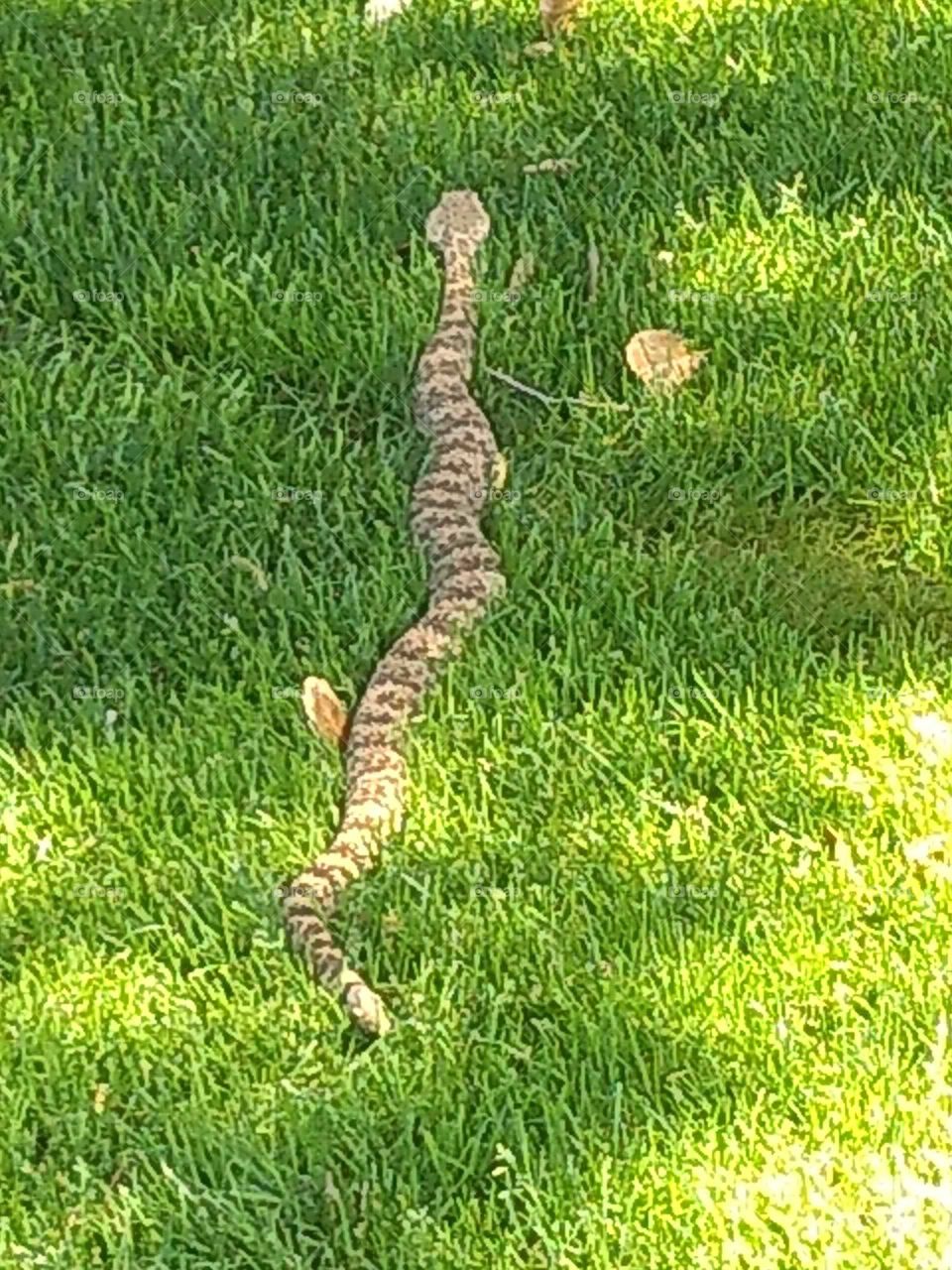 rattlesnake crossing a golf course in Temecula California