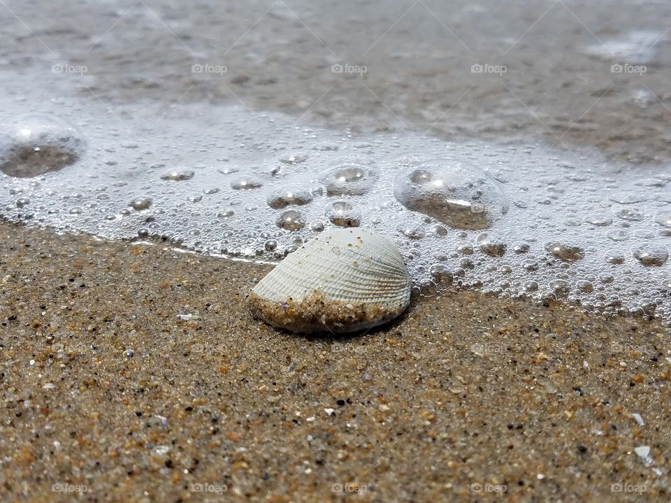 Seashells on the sand