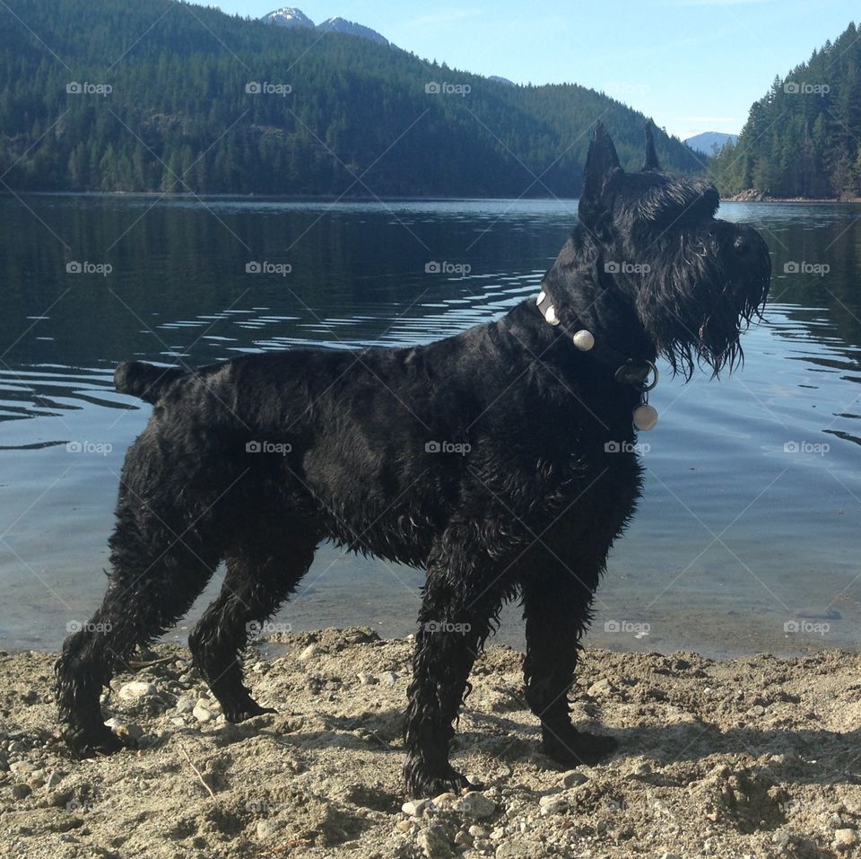 Giant Schnauzer (Black) by Lake. Giant Schnauzer, Black Dog, Black Giant Schnauzer, by Lake