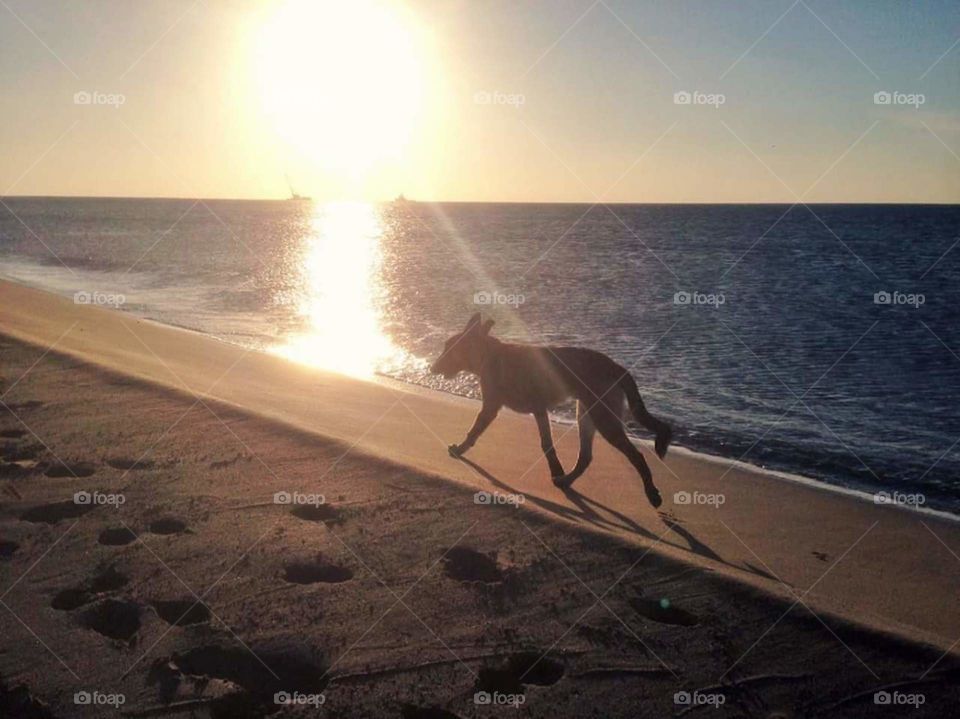 Lindos Beach Rhodes Greece and Greek dog 🐶