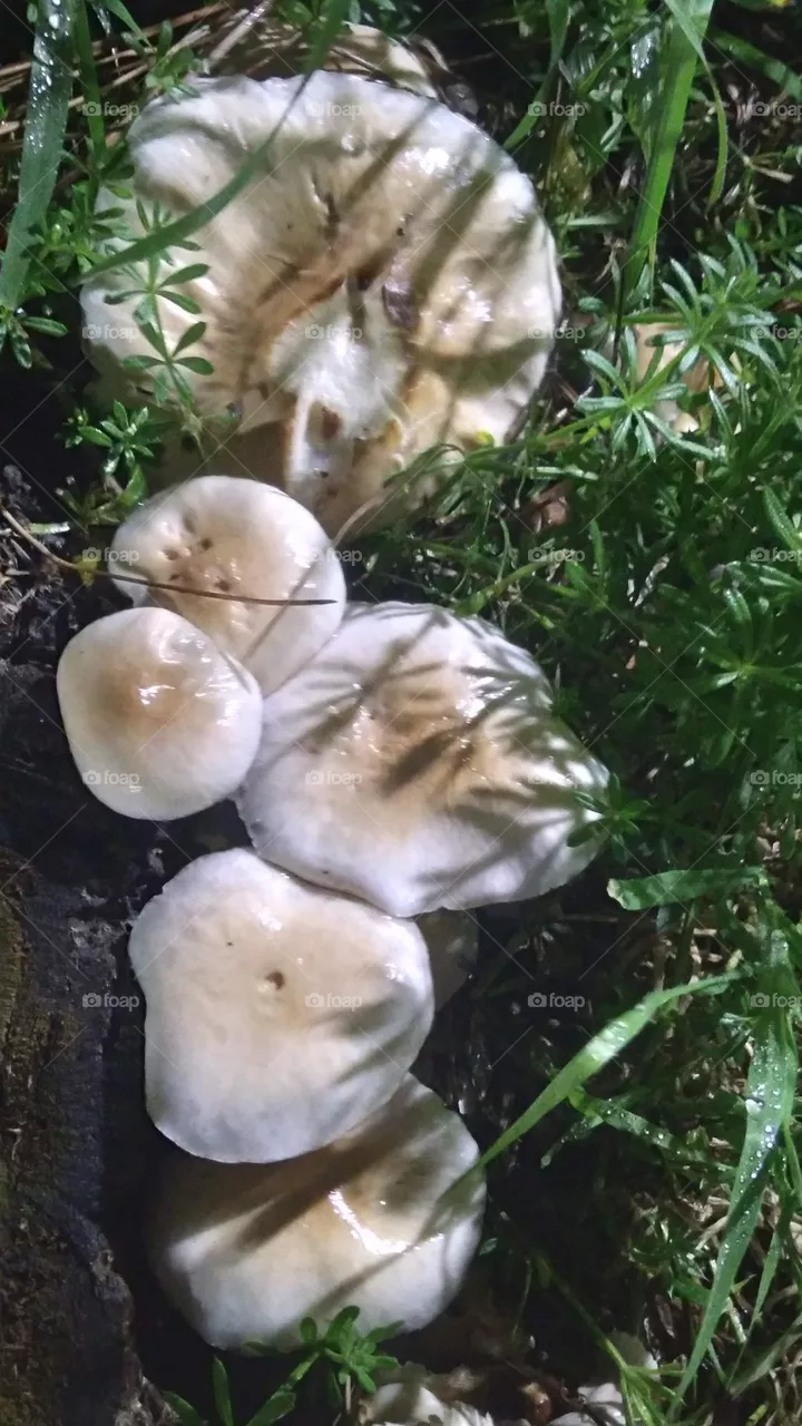 mushrooms