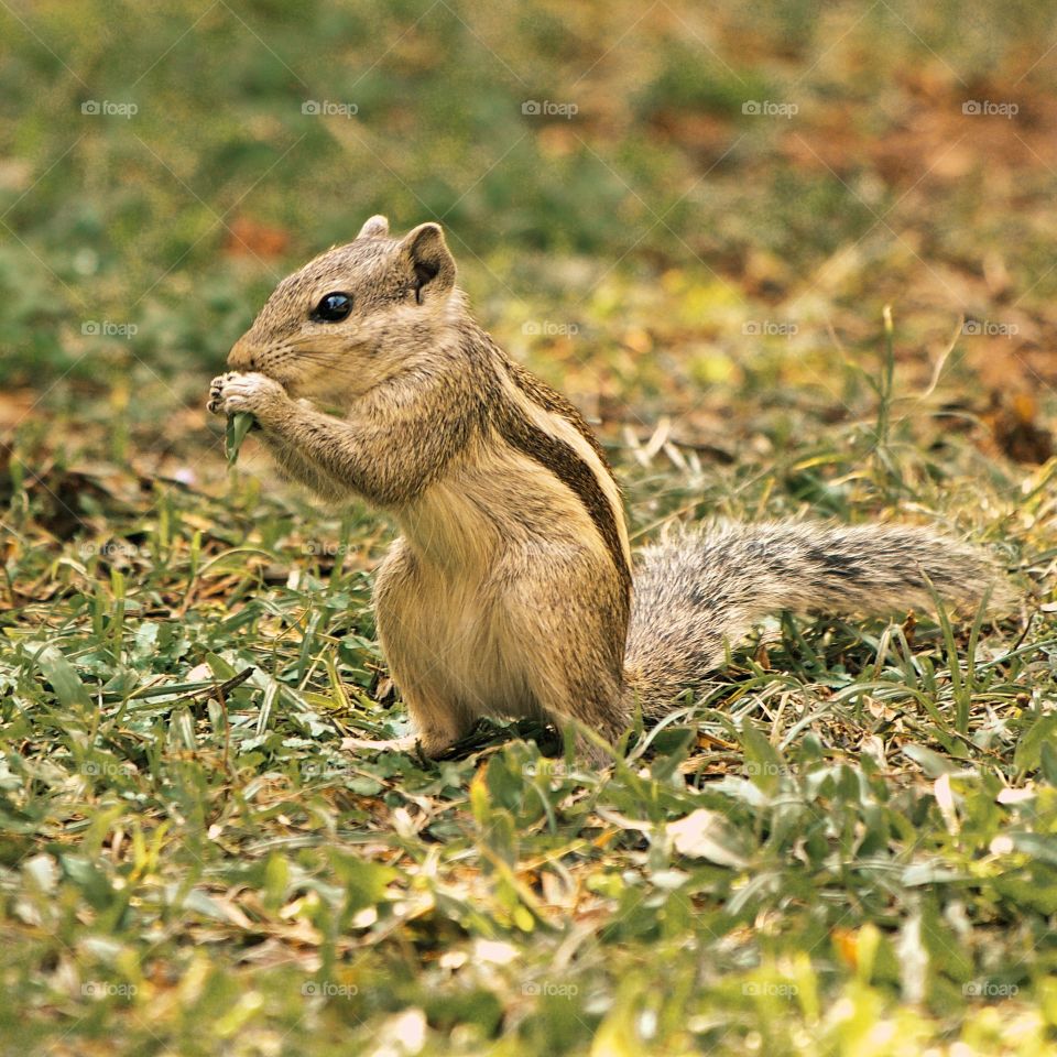 Squirrel in the lawn