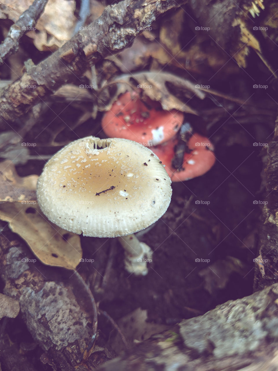mushrooms in the woods