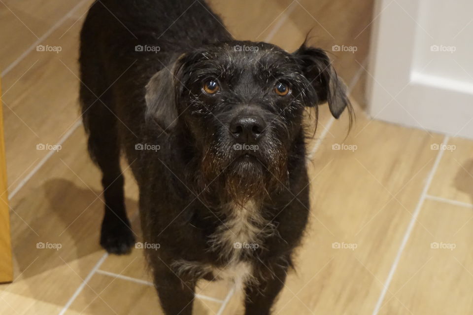 Billy The Patterdale