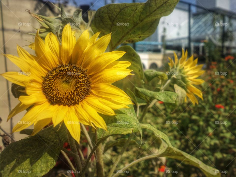 Sunflower bloomings