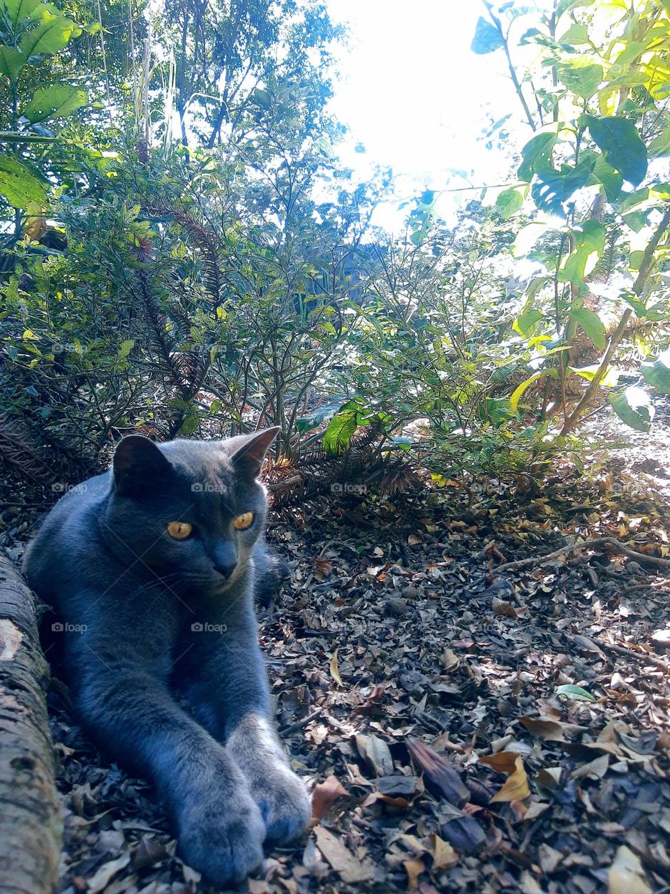 a cat in the backyard