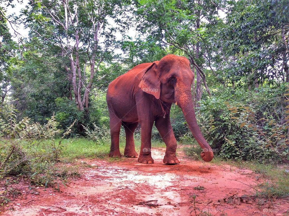 Elephant in the forest.