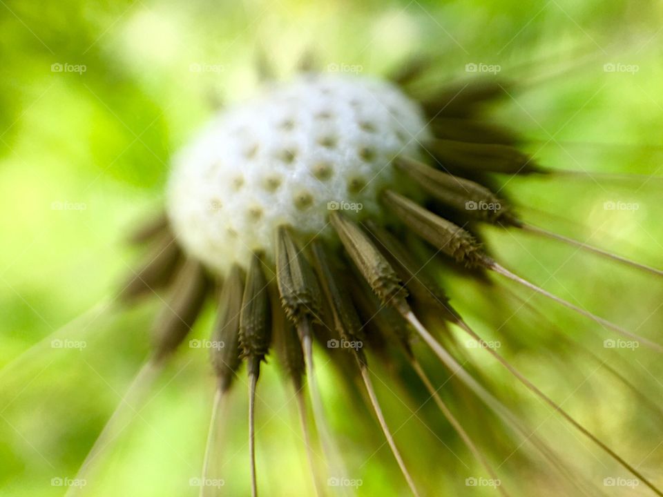 Close-up of flower