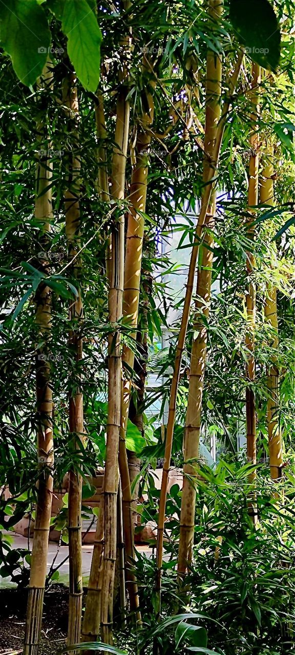 Oversized bamboo shoots grow amongst other plants in the botanical garden of “Berlin”, Germany in the “Steglitz” district. 2024. Hypnotic Productions