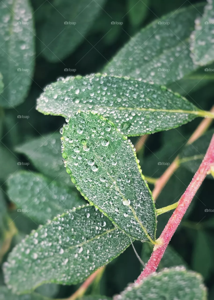 Greenery
