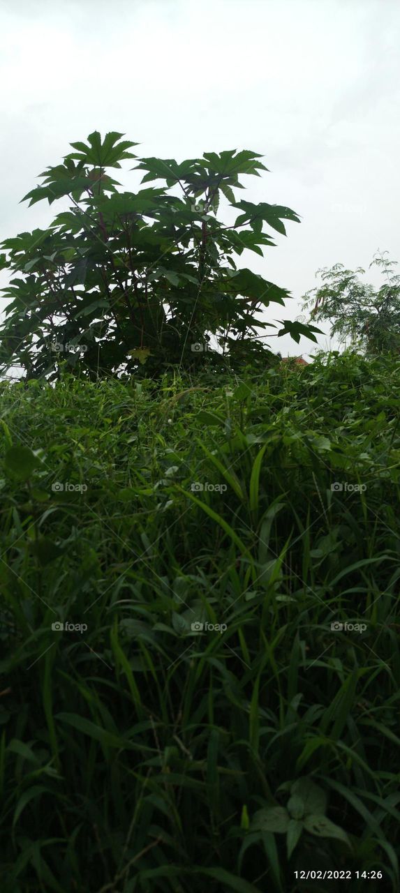 cassava leaves in the garden