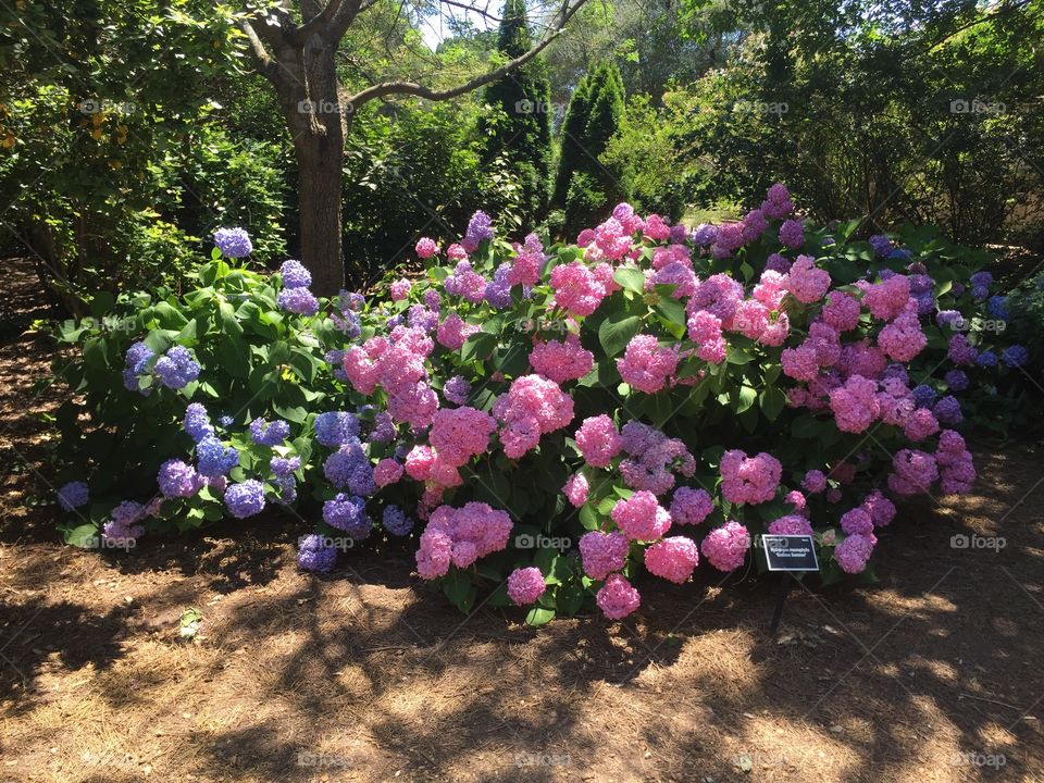 Passion for Pastel...