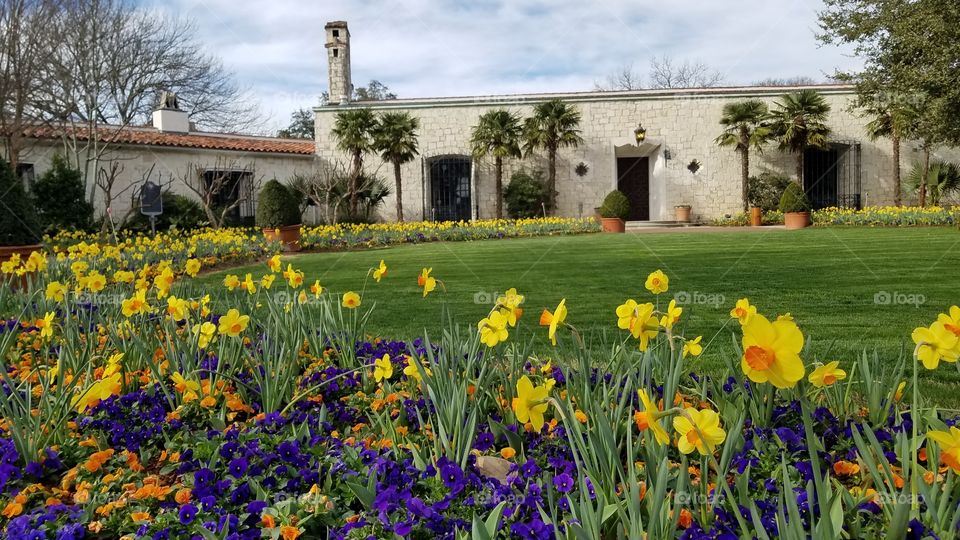 Daffodils Dallas