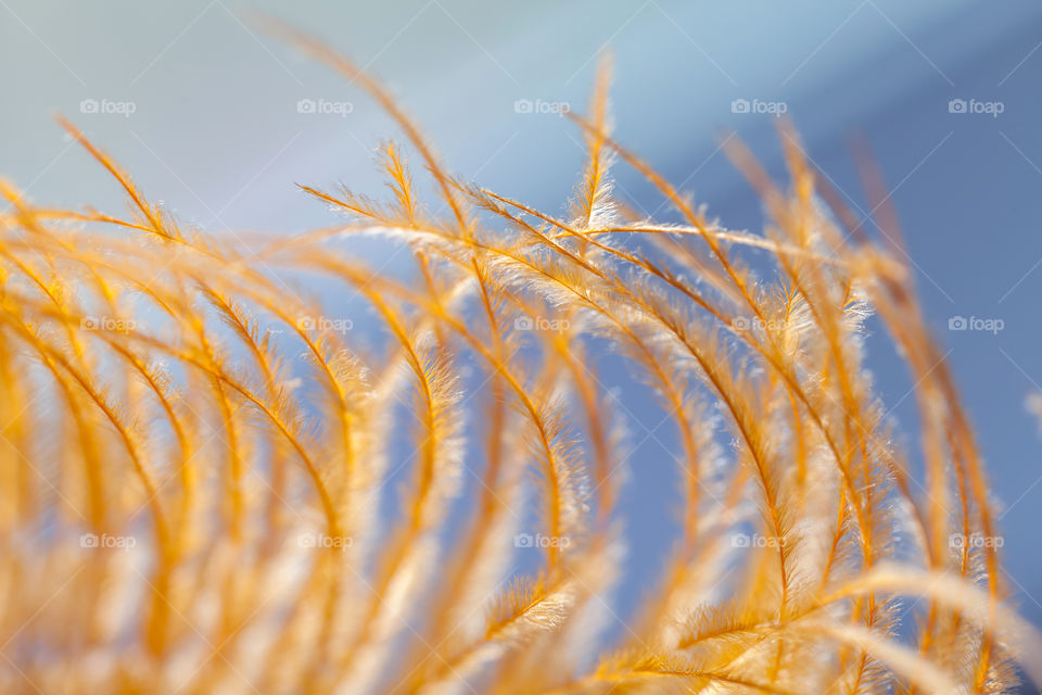 Extreme close-up of orange feather