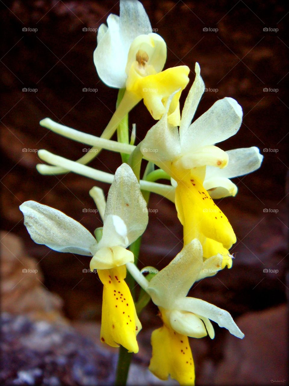 Beautiful flower close up shooting background summer blossom nature therapy