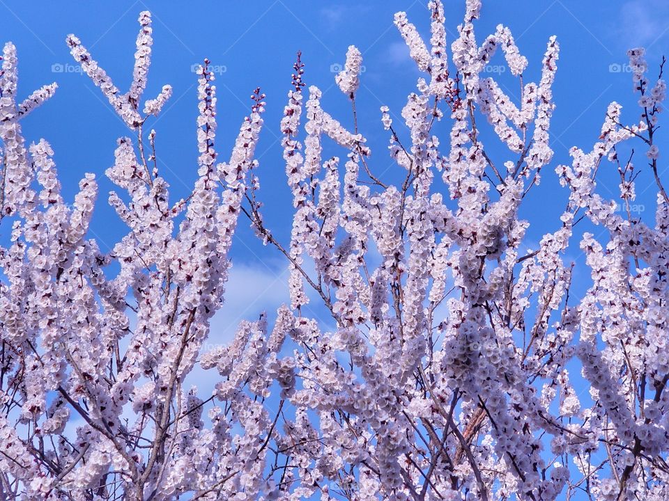 Flowers on tree in bloom