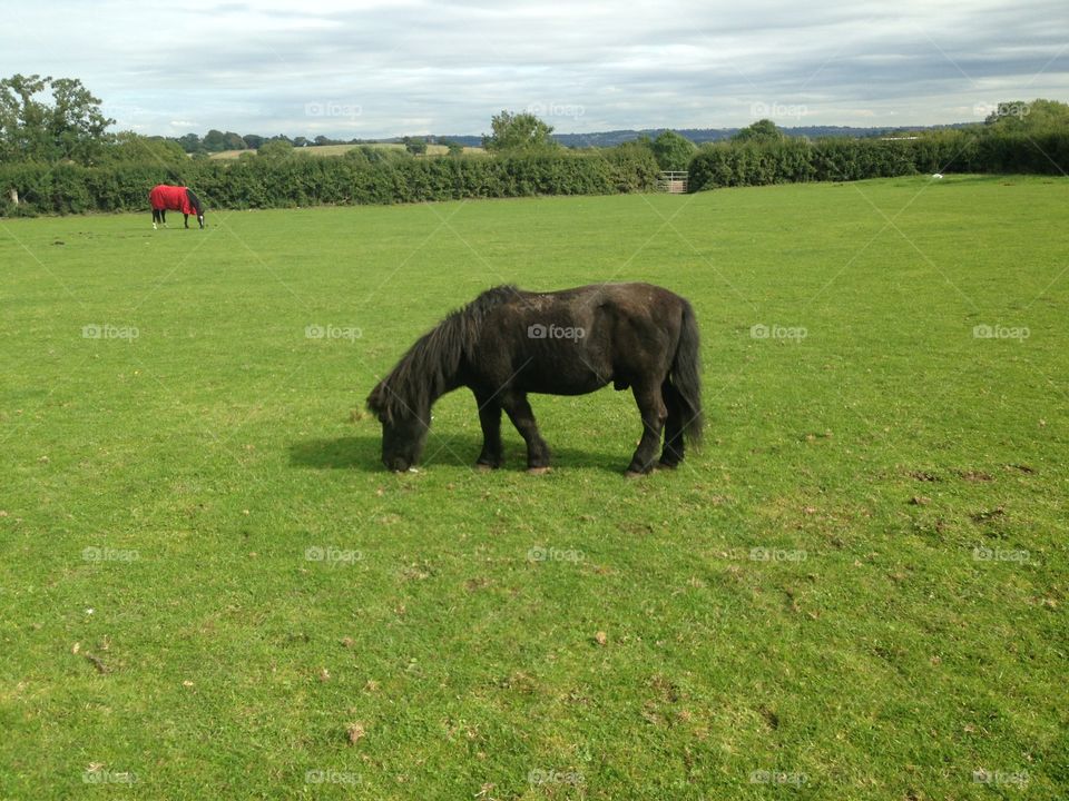 Shetland pony . Horse in field