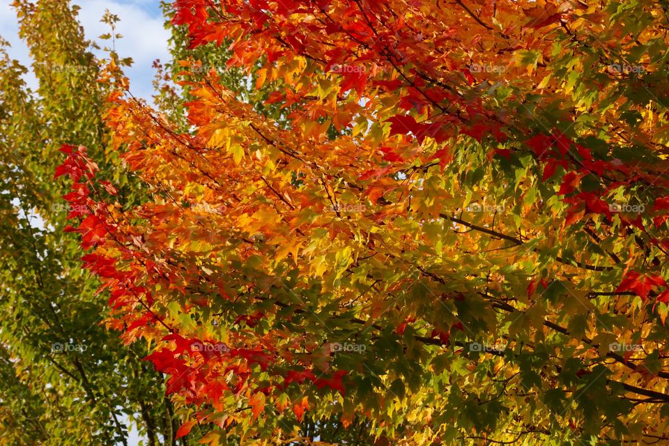 Couleurs flamboyantes d'automne (Alpes du Nord, France)