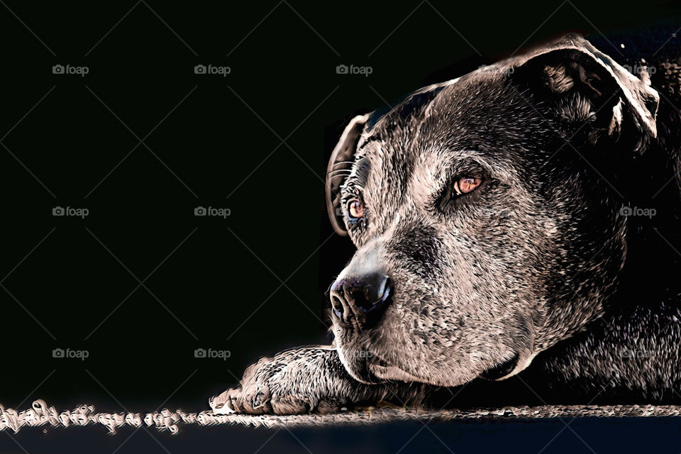 Distinguished Dog Thoughts