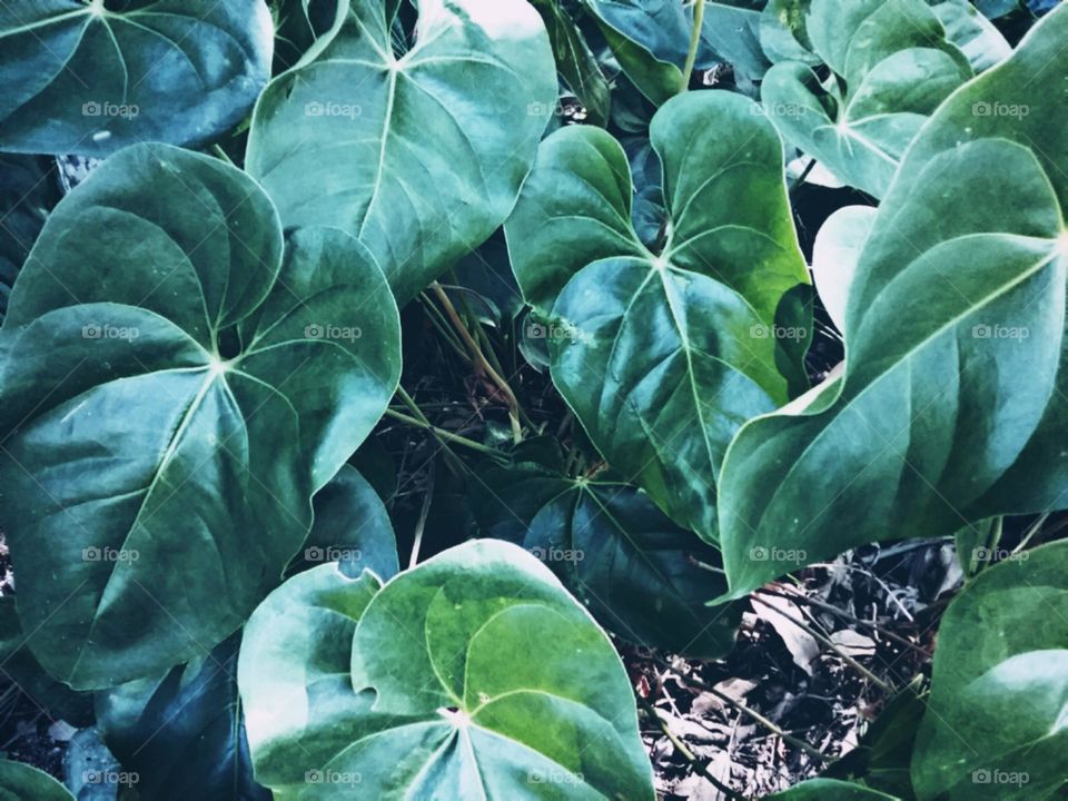 Desejos de frescor e harmonia.