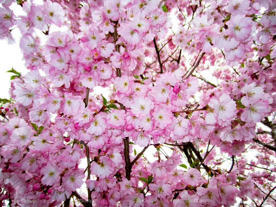 Close-up cherry blossom