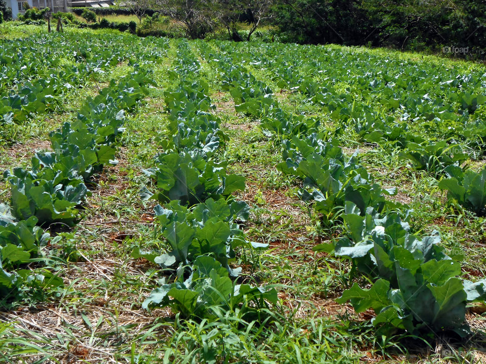 Cabbage Garden