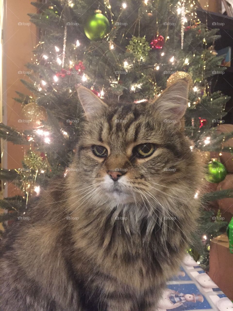 Long haired cat by Christmas tree