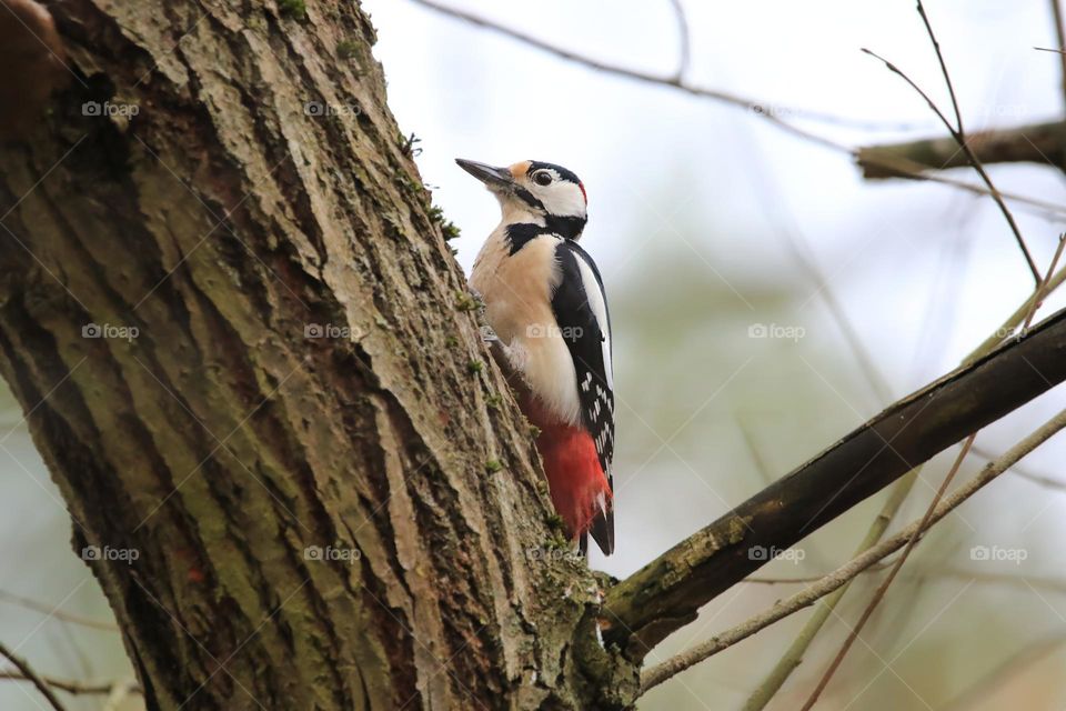 A typical German winter is depicted in this image, with sub-zero temperatures and no snow. The focus is on a woodpecker clinging to a tree. The scene conveys the cold and tranquility of the season.