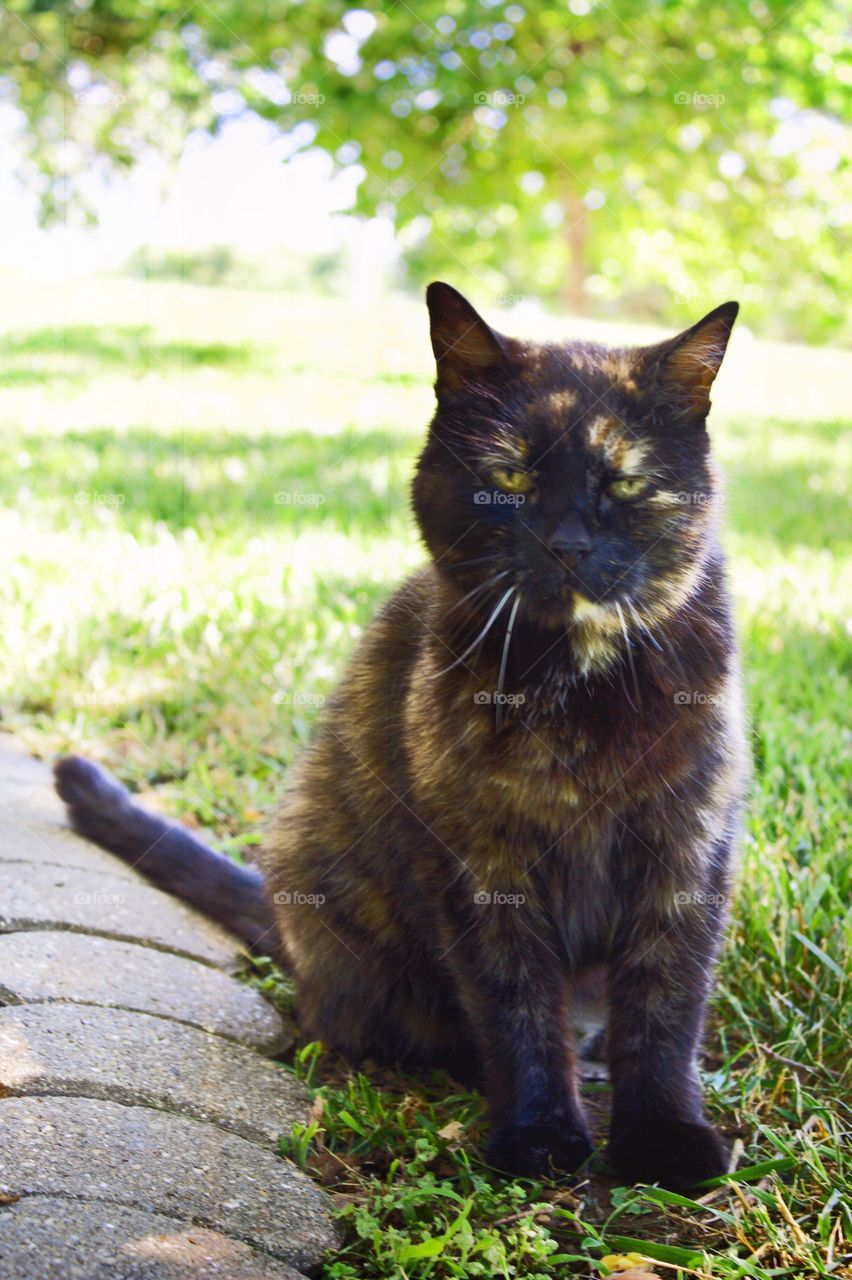 A tortoise shell cat sitting in the grass, looking at the camera, blurred grass and trees background 